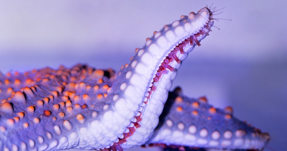 Close-up of a purple starfish raising an arm, showing the suction cups beneath.